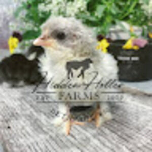 Meet your Posher, Radonda